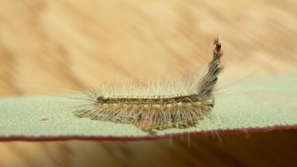 caterpillar